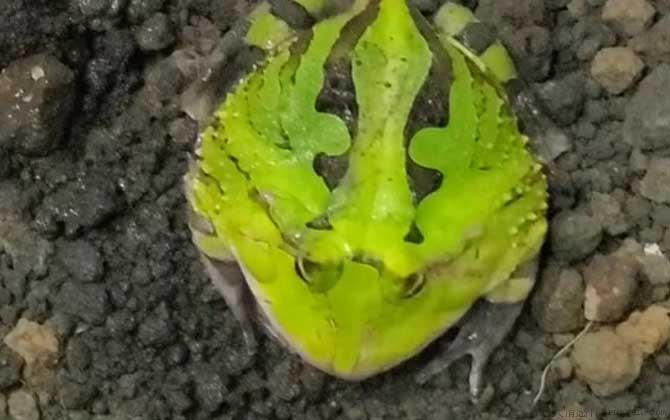 角蛙不吃东西怎么办