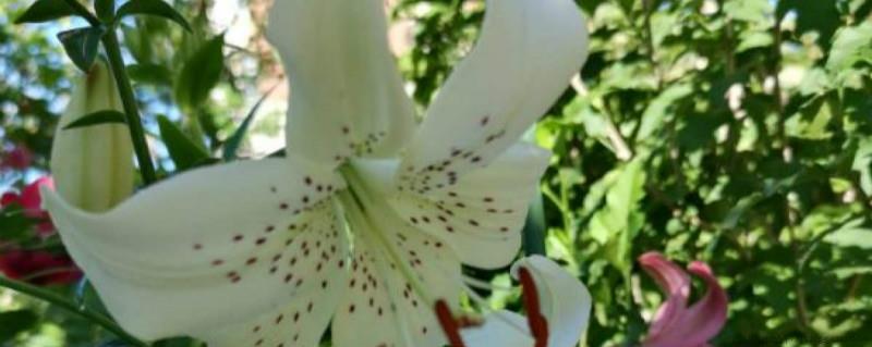 百合花的种子保存时间