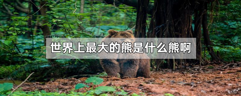 世界上最大的熊是什么熊啊