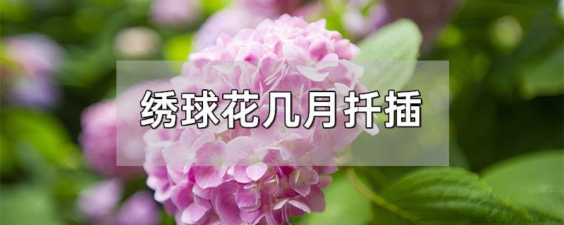 绣球花几月扦插