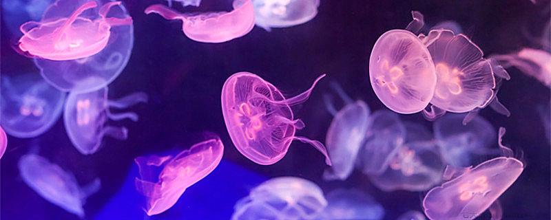 海蜇为什么会蛰人