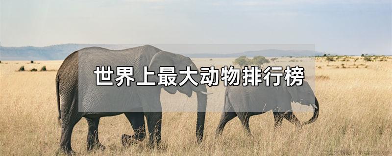 世界上最大动物排行榜