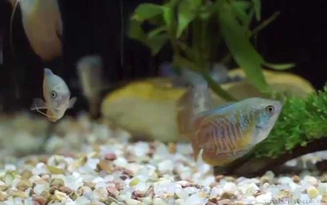 丽丽鱼是什么鱼