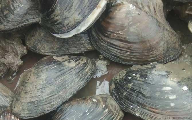 河蚌吃什么食物