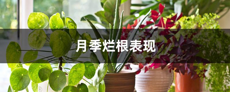 月季烂根表现