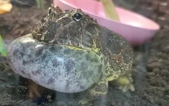 钟角蛙是什么动物