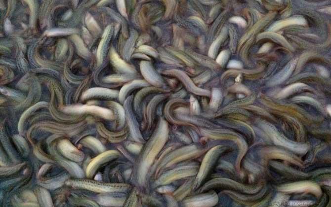 泥鳅是不是鱼类