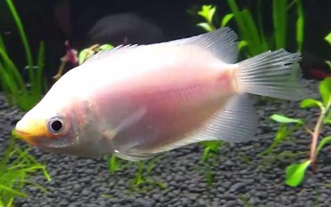 接吻鱼为什么接吻