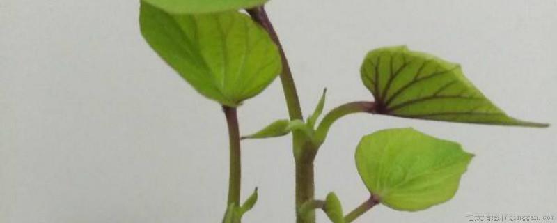 阳台种红薯能结红薯吗