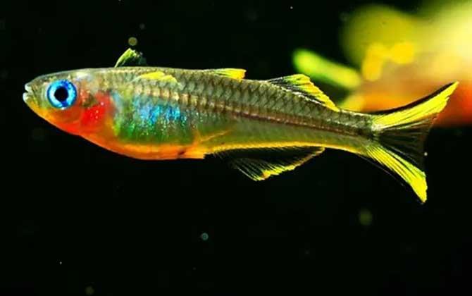 霓虹燕子是什么鱼