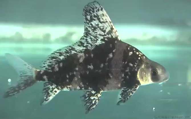 胭脂鱼是什么鱼