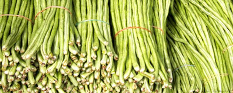 豆角属于豆类吗