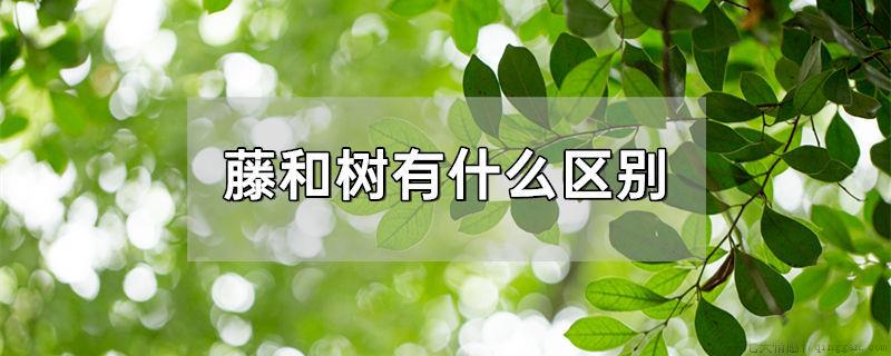 藤和树有什么区别
