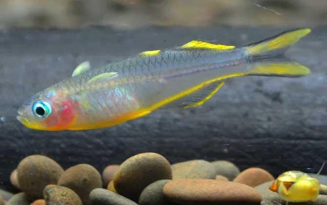 霓虹燕子是什么鱼