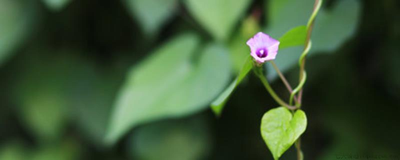 牵牛花有没有雄蕊和雌蕊