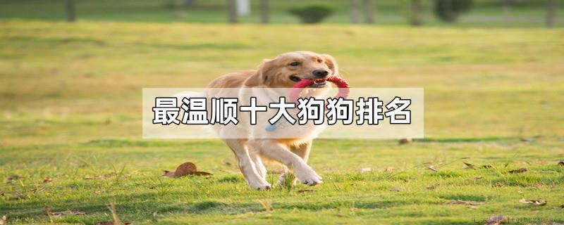 最温顺十大狗狗排名