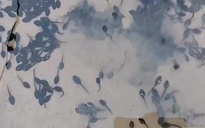 小蝌蚪吃什么食物