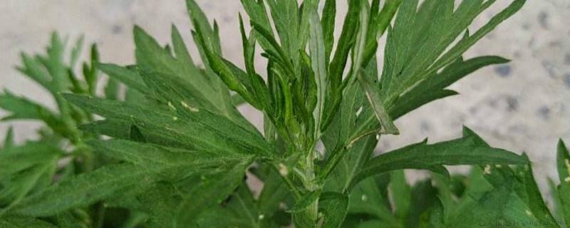 茵陈是艾草吗