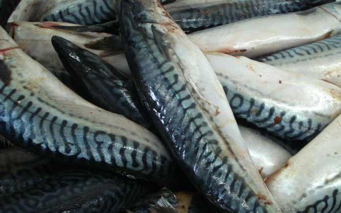 青花鱼是什么鱼