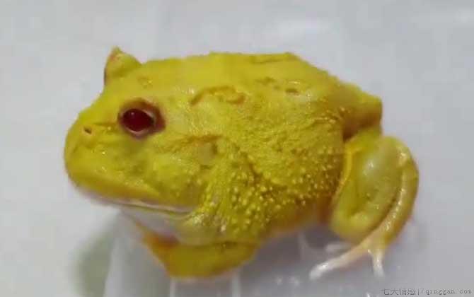 黄金角蛙是什么蛙