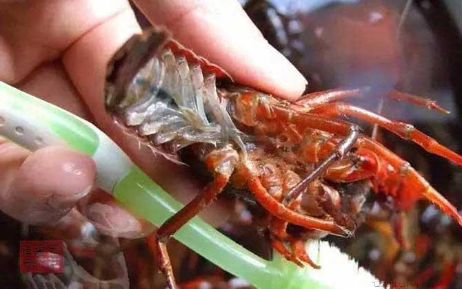 小龙虾怎么清洗和处理