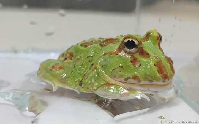 角蛙价格多少钱一只
