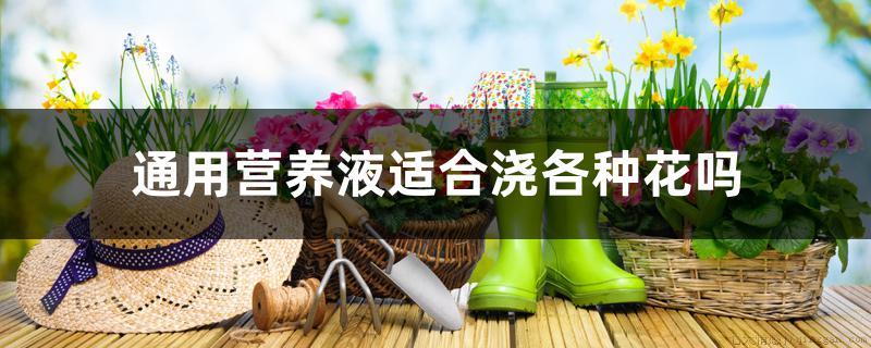 通用营养液适合浇各种花吗