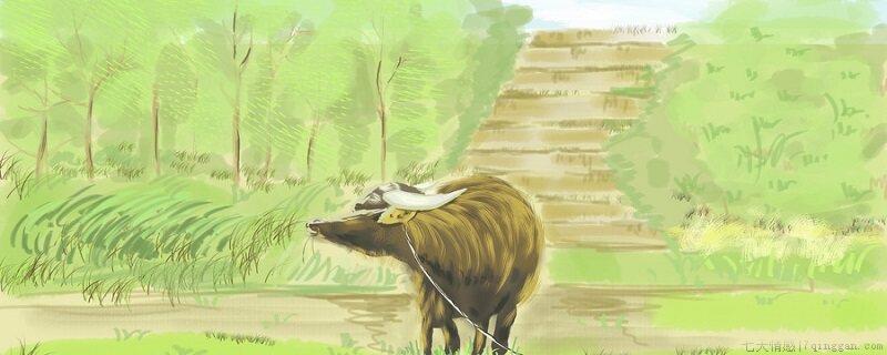 陆生生物有哪些