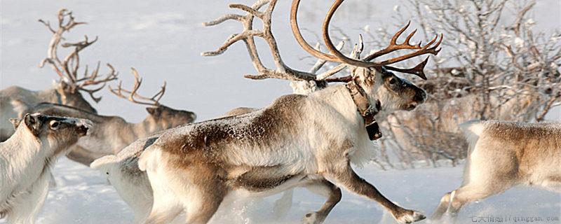 麋鹿角会脱落吗