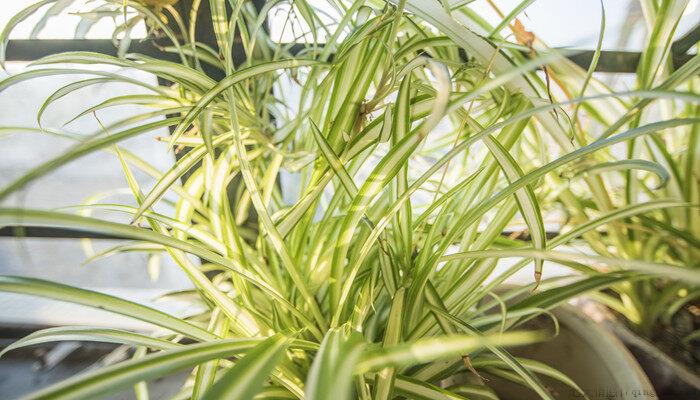 教室里适合放什么绿色植物