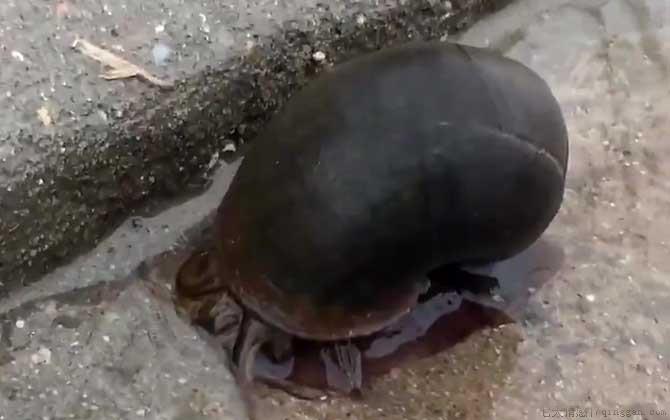 福寿螺到底能不能吃