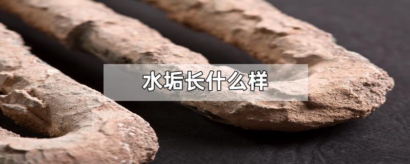 水垢长什么样
