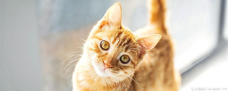 薛定谔的猫是什么意思