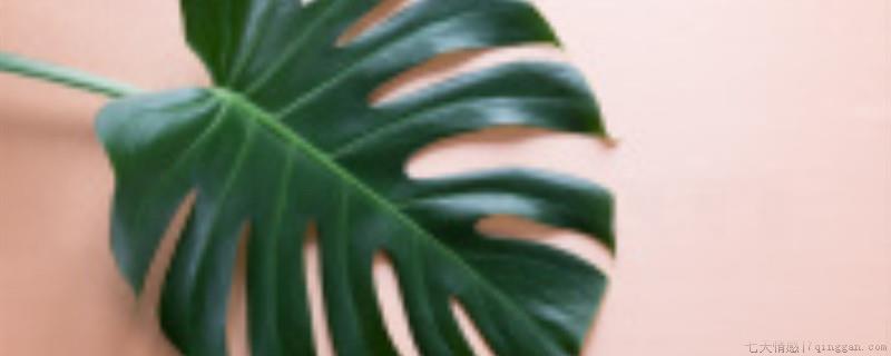 龟背竹晚上释放氧气吗