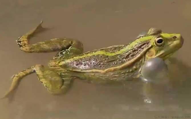 田蛙是什么动物