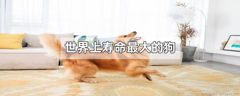 世界上寿命最大的狗
