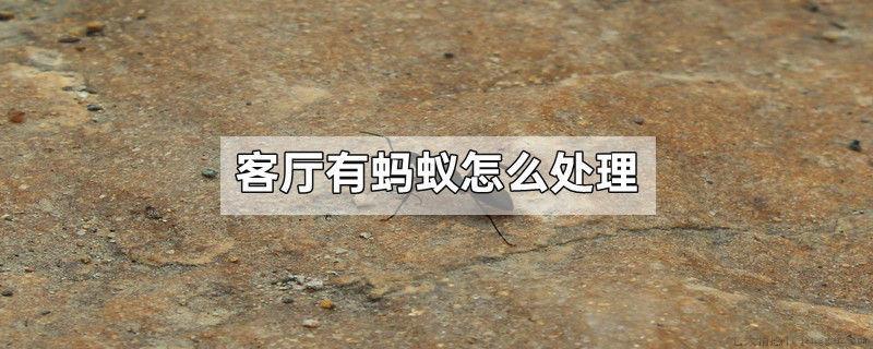 客厅有蚂蚁怎么处理