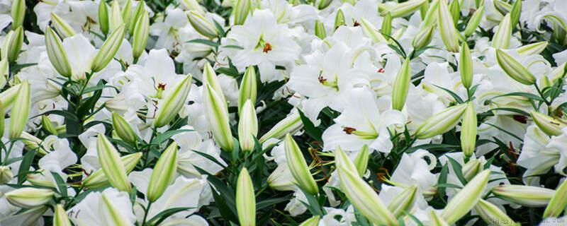 百合花象征