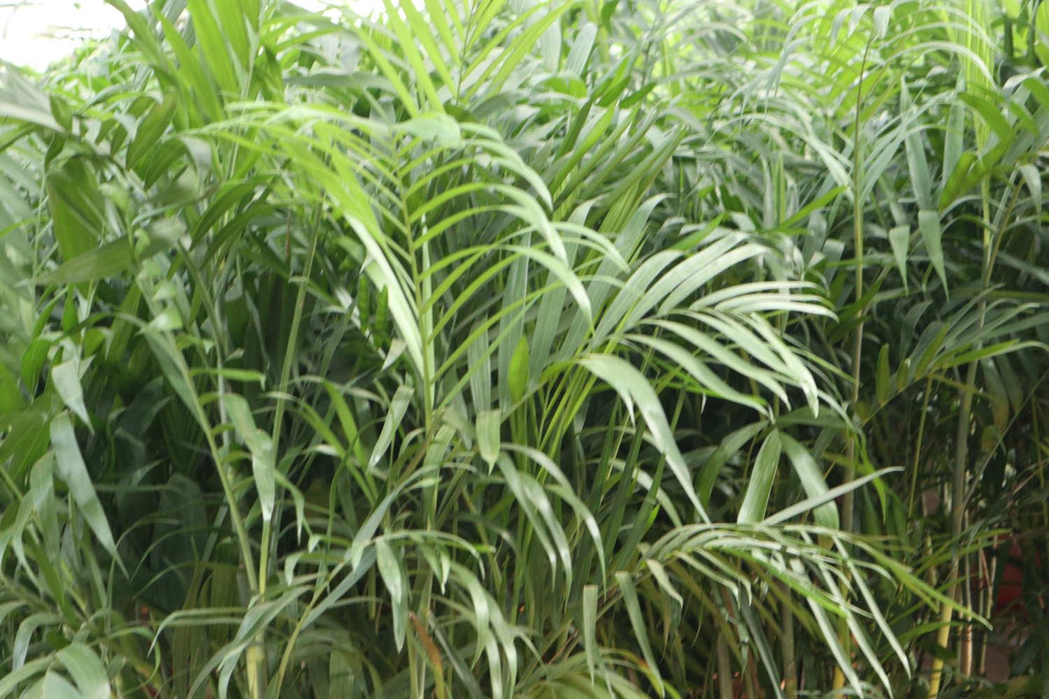 夏威夷椰子冬天怎么养，冻伤了怎么办