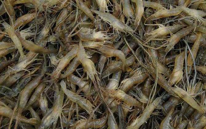 虾煮几分钟就熟了