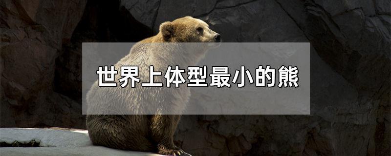 世界上体型最小的熊