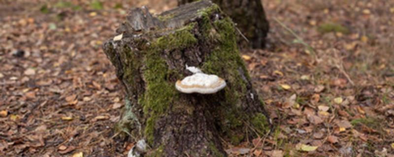 下山桩怎么缠膜会闷死