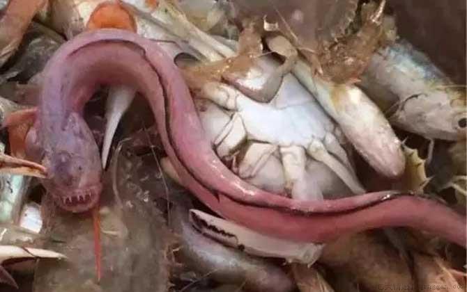 须鳗虾虎鱼是什么鱼