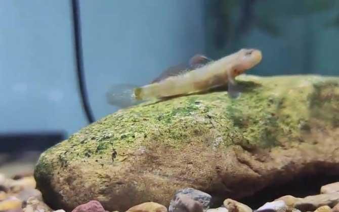 虾虎鱼是什么鱼