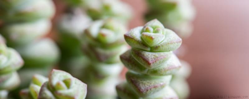 花多多1号可以浇多肉吗