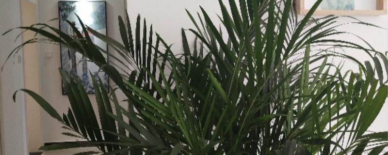 富贵椰子叶子发黑打卷怎么回事