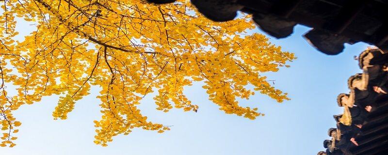 杏树开花结果具有什么特征