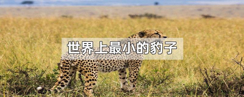 世界上最小的豹子