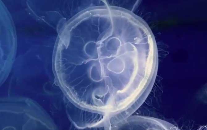 海月水母是什么动物