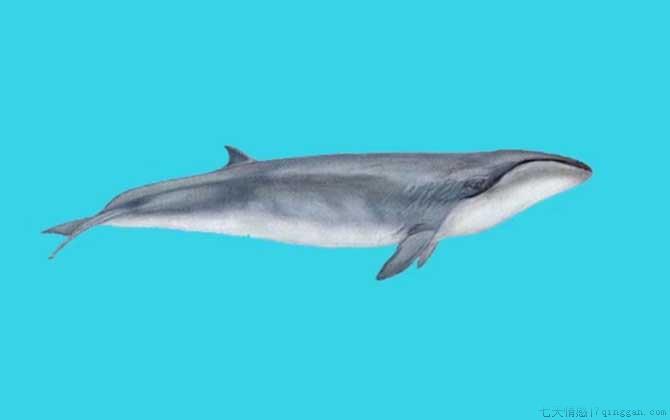 一鲸落万物生是什么意思